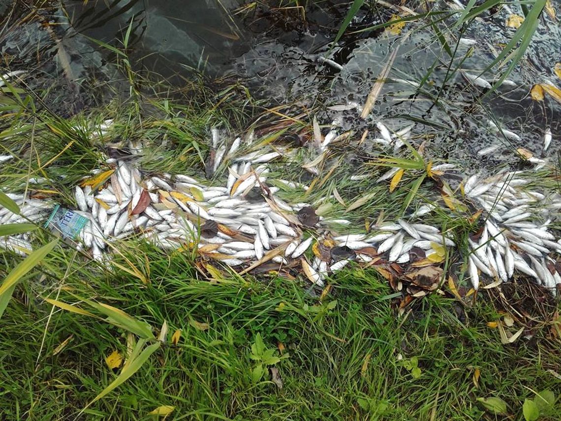 Śnięte ryby w Zalewie Boryszewskim