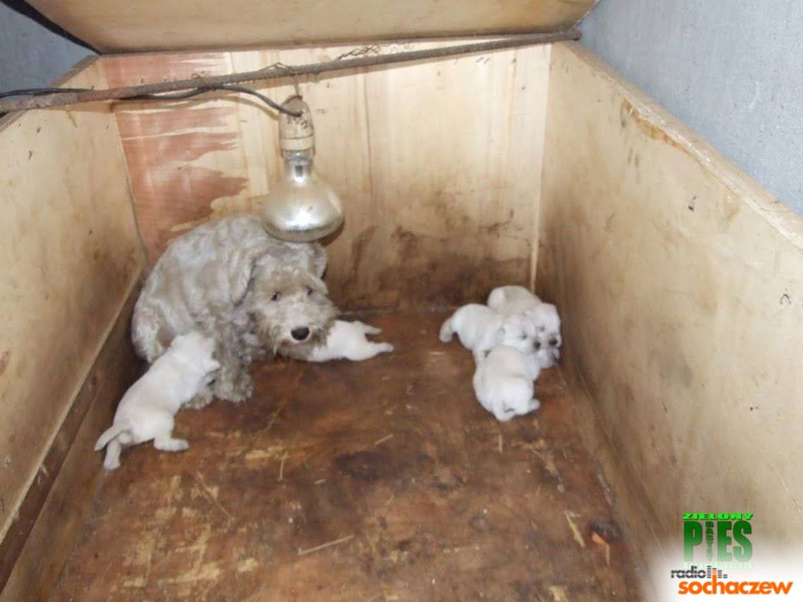 Sochaczew: Pseudohodowla psów przy ulicy Kwiatów Polnych
