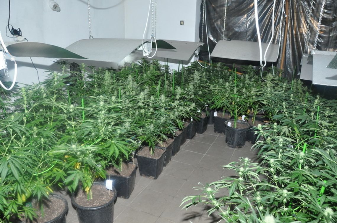 Sochaczewscy policjanci zlikwidowali plantację marihuany