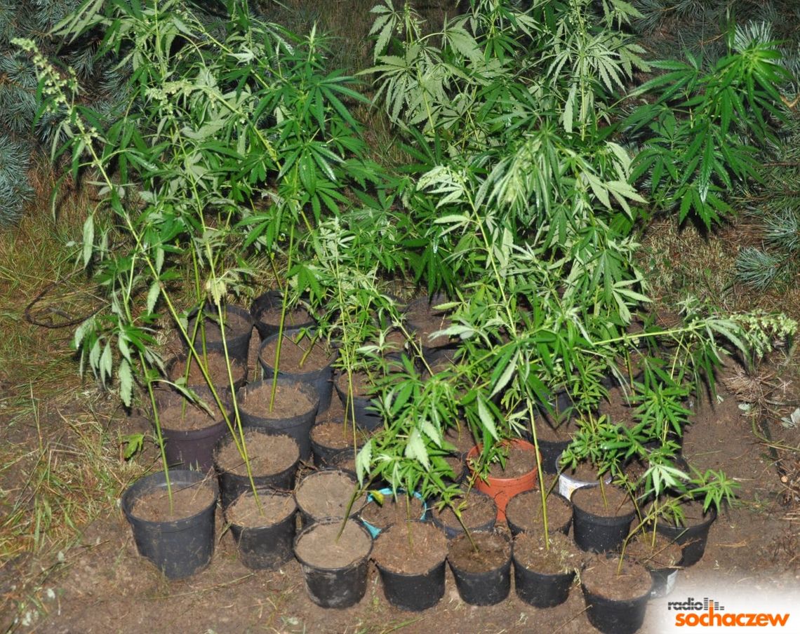 Sochaczewscy policjanci znaleźli i zlikwidowali uprawę marihuany Sochaczewscy policjanci znaleźli i zlikwidowali uprawę marihuany