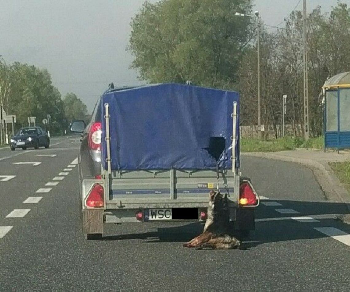 Sprawę psa ciągniętego za samochodem bada prokuratura