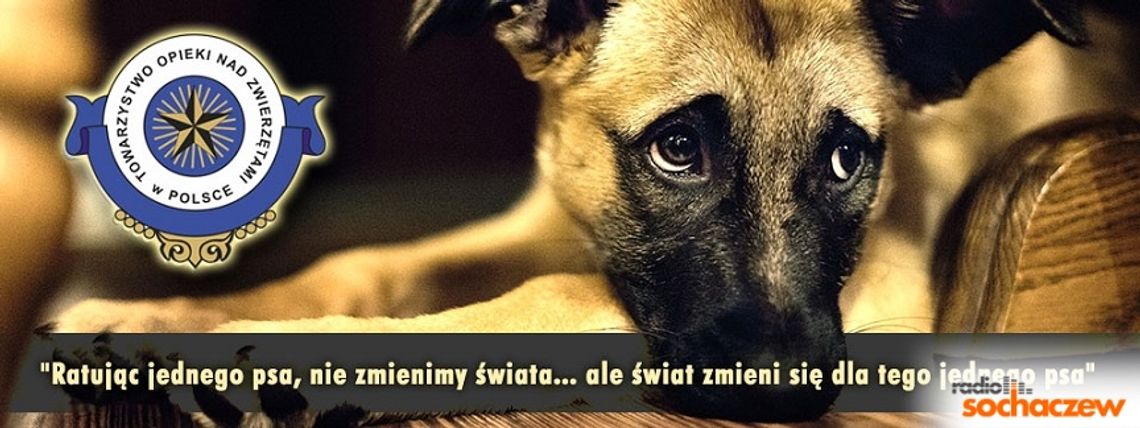 Szukamy domu dla Azorka Szukamy domu dla Azorka