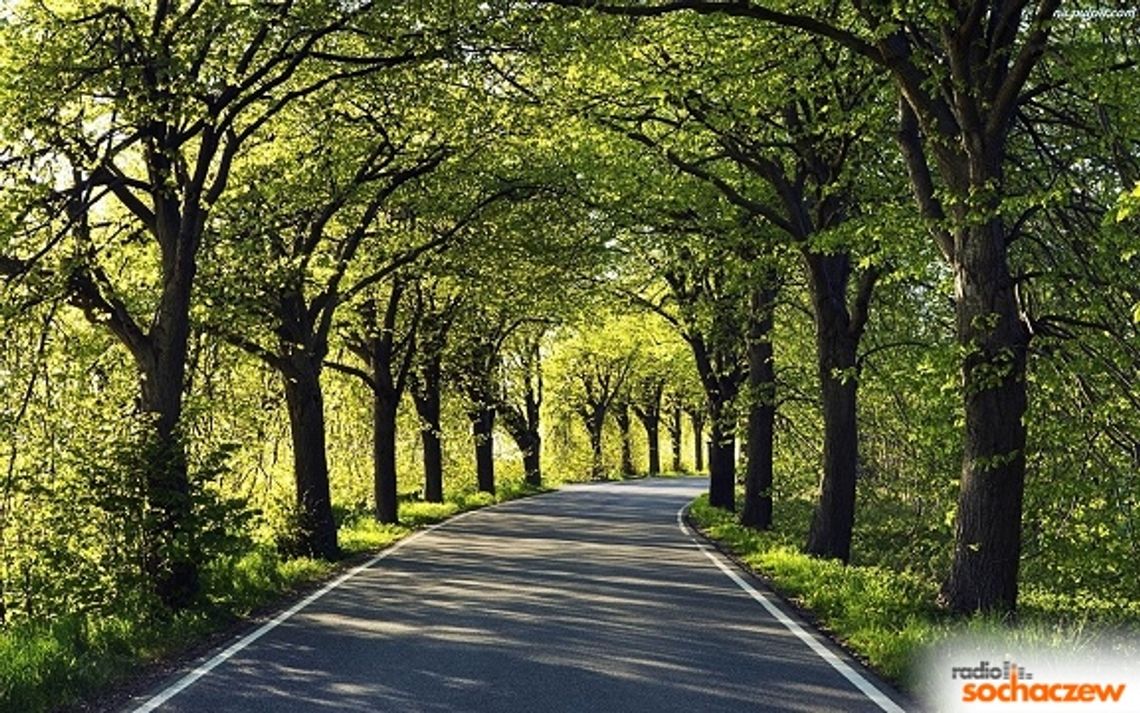 Usuwanie drzew i krzewów przez Urząd Marszałkowski Usuwanie drzew i krzewów przez Urząd Marszałkowski