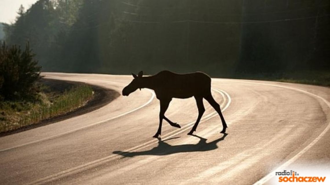 Weterynarz radzi: Co zrobić kiedy napotka się ranne zwierze? Weterynarz radzi: Co zrobić kiedy napotka się ranne zwierze?
