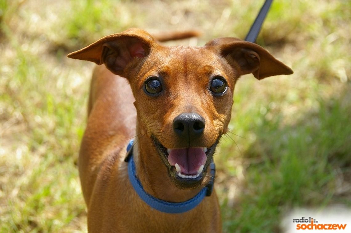 Wolontariuszki z Azorka - jak pomagają