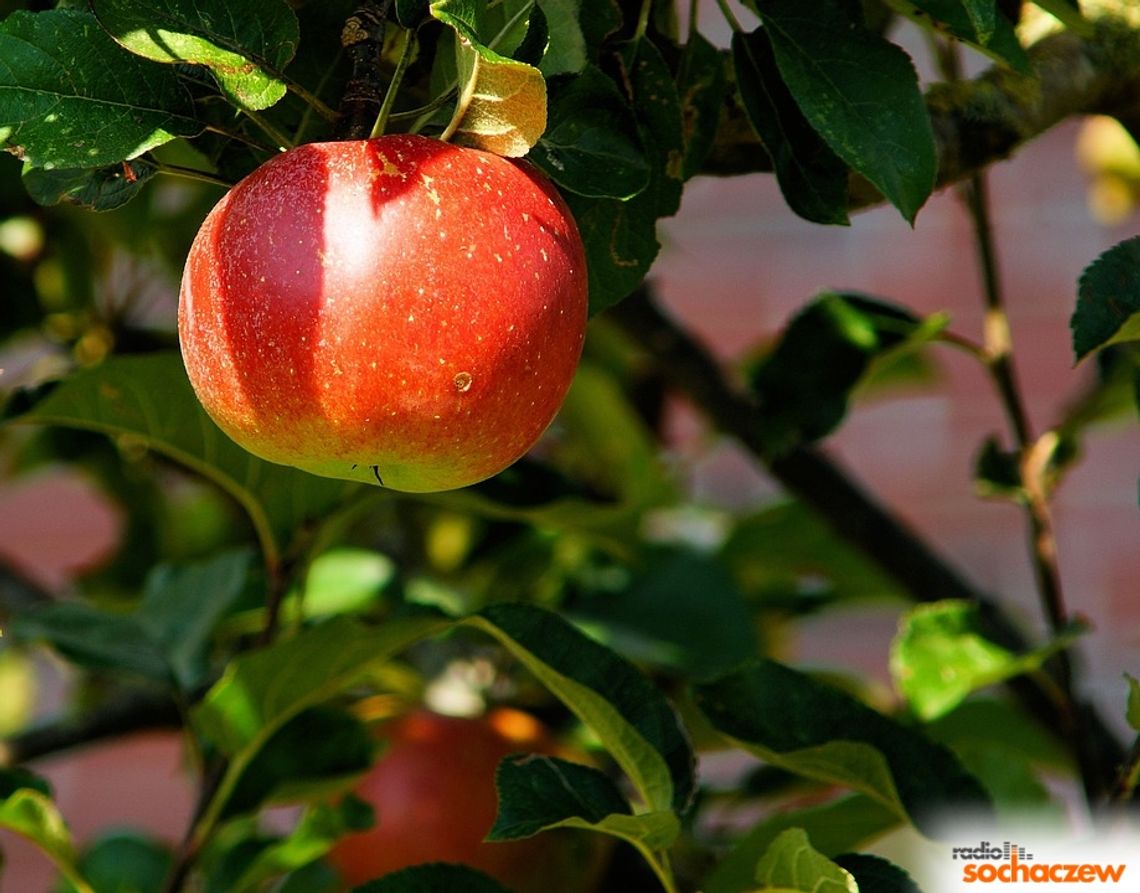 Wschodnie rynki otwierają się na eksporterów jabłek z Polski