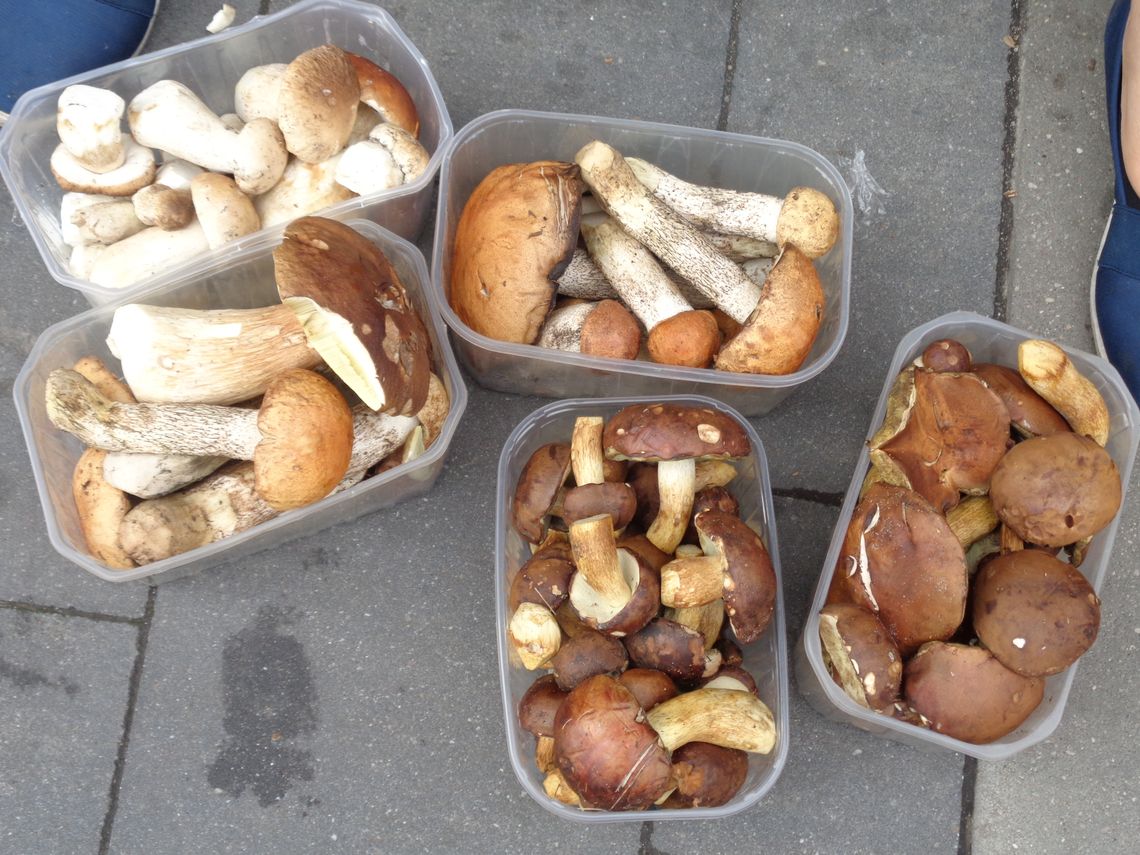 Wybieracie się na grzyby?