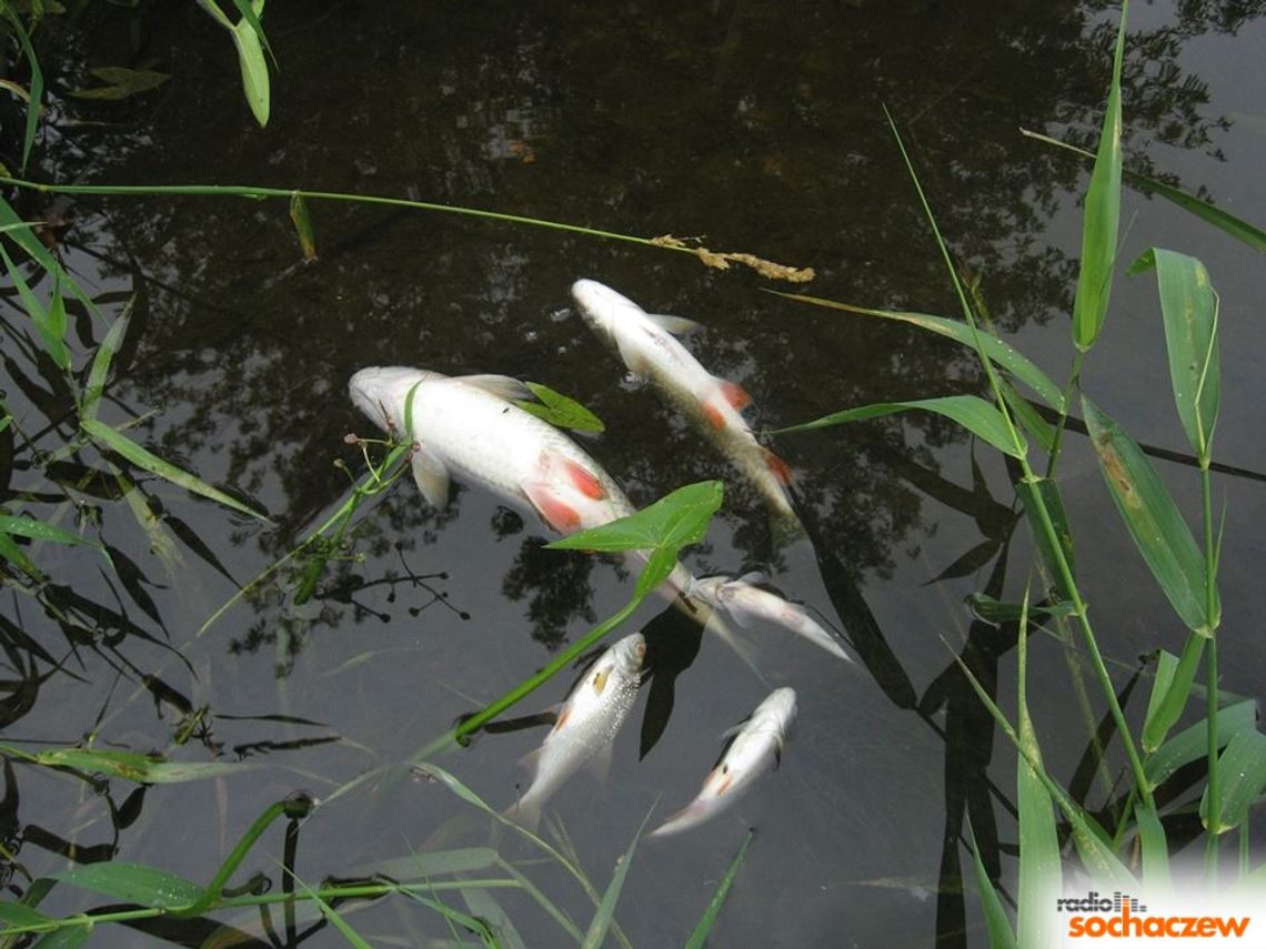 Zanieczyszczenie rzek Pisi i Bzury efekt - w obu rzekach pływają martwe ryby