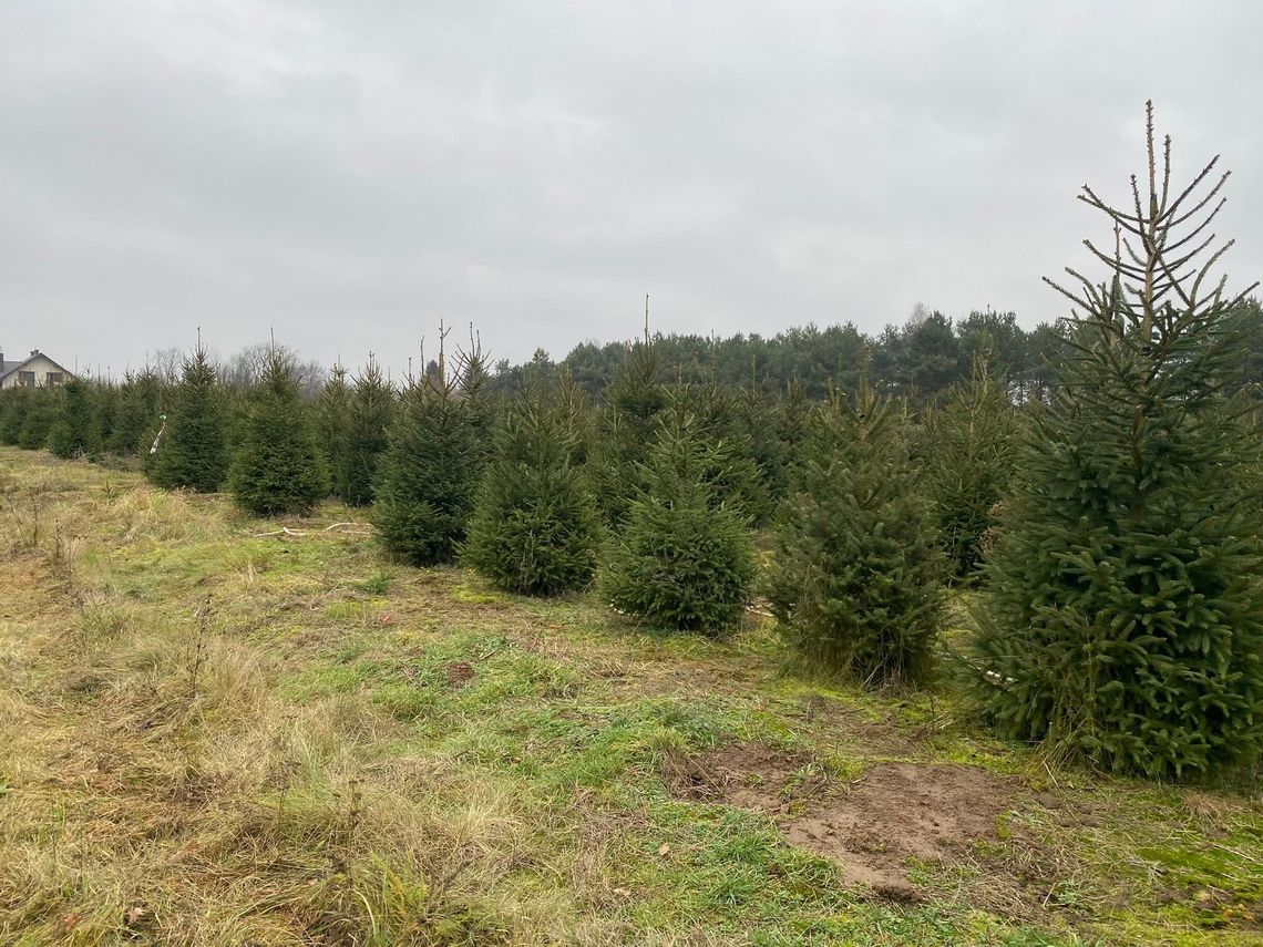 Choinki (jodła, świerk) i stroiki bożonarodzeniowe