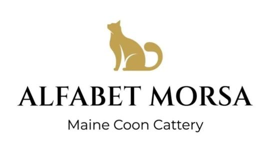 Hodowla Kotów Maine Coon - Alfabet Morsa*PL