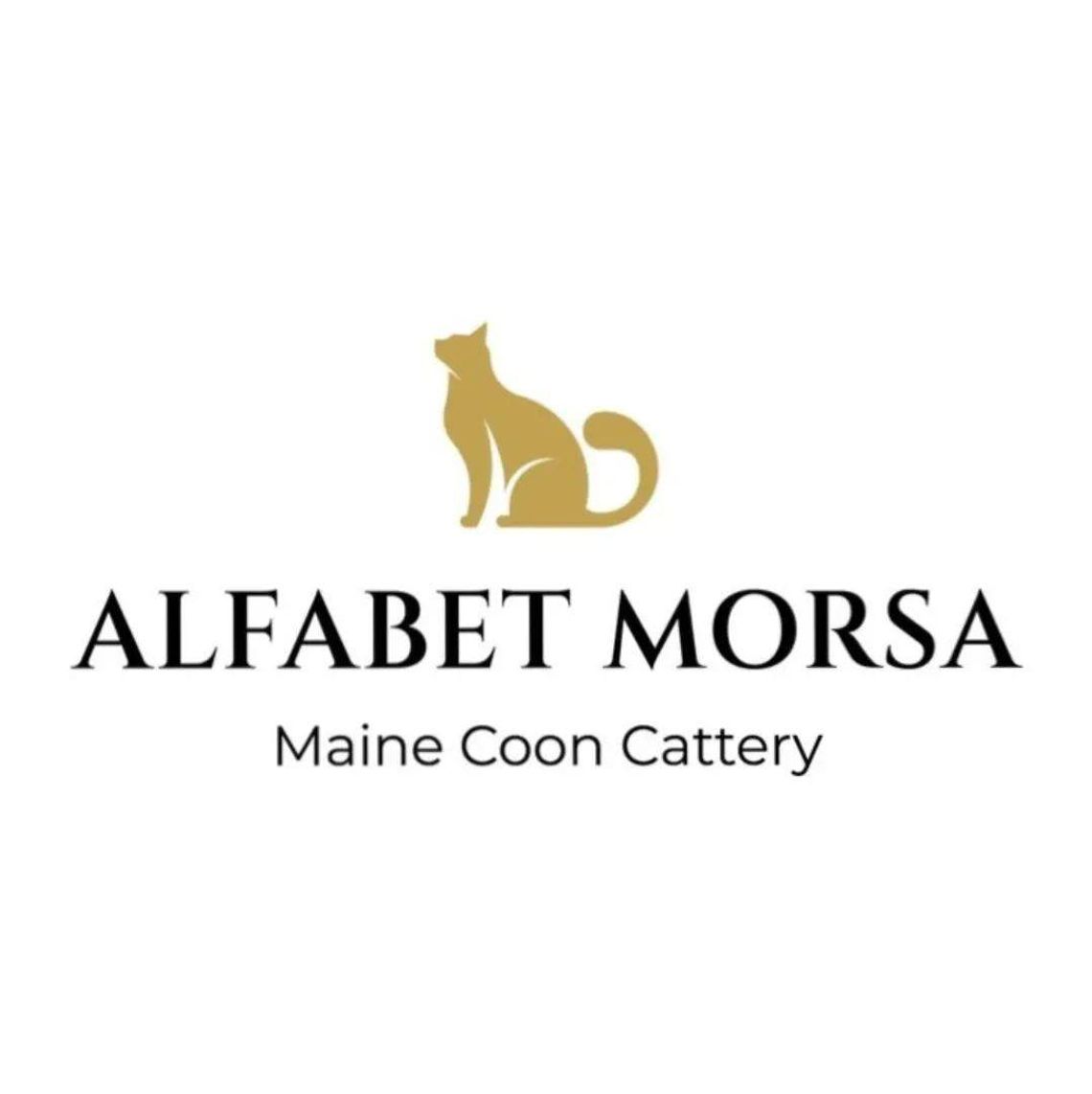 Hodowla Kotów Maine Coon - Alfabet Morsa*PL Hodowla Kotów Maine Coon - Alfabet Morsa*PL